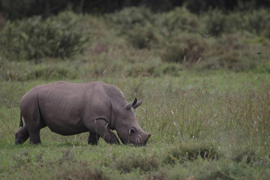 White Rhino Baby放牧