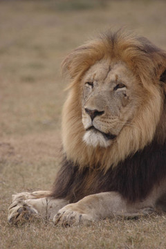 獅子坐直