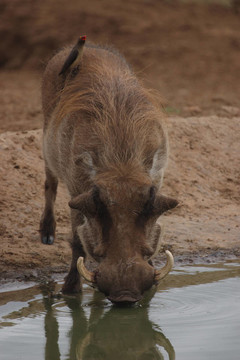 疣豬飲用Oxpecker