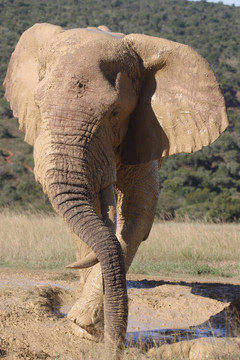 大象一圖斯克靜息干