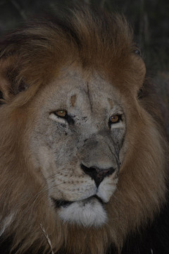 獅子王