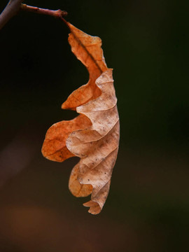橡樹(shù)葉