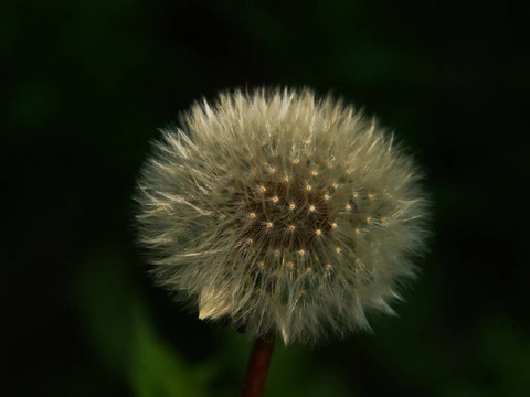 闊葉蒲公英蒲公英