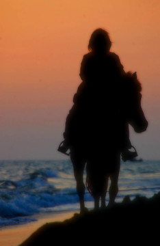 海灘上的馬