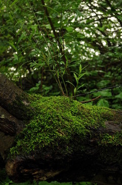 Moss 002