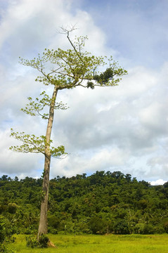 一個從測井在帕拉南低地把剩余的樹木；Isabela；菲律賓