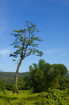 一個從測井在帕拉南低地把剩余的樹木；Isabela；菲律賓