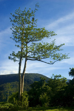 一個從測井在帕拉南低地把剩余的樹木；Isabela；菲律賓