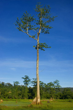 一個從測井在帕拉南低地把剩余的樹木；Isabela；菲律賓
