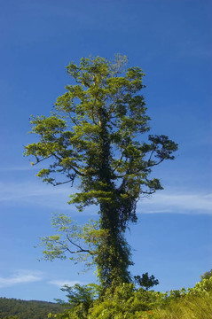 一個從測井在帕拉南低地把剩余的樹木；Isabela；菲律賓
