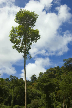 一個從測井在帕拉南低地把剩余的樹木；Isabela；菲律賓
