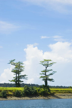 兩從測(cè)井在帕拉南低地把剩余的樹木；Isabela；菲律賓