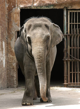 馬尼拉動物園里的大象