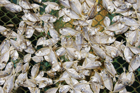 干魚在塔克洛班市；菲律賓