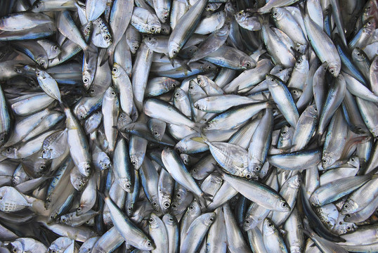 浴缸內(nèi)的新鮮魚；菲律賓