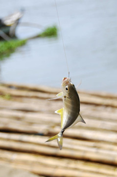 小的魚(yú)在一個(gè)塔克洛班市的河流；菲律賓
