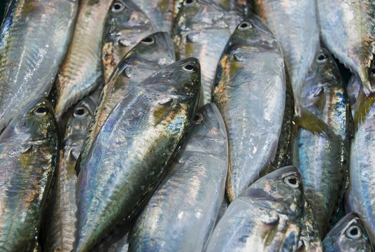 菲律賓的一個(gè)潮濕的市場(chǎng)中的魚(yú)