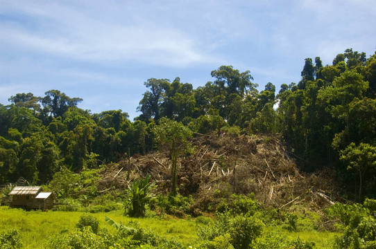 帕拉南農(nóng)業(yè)清除森林；Isabela；菲律賓