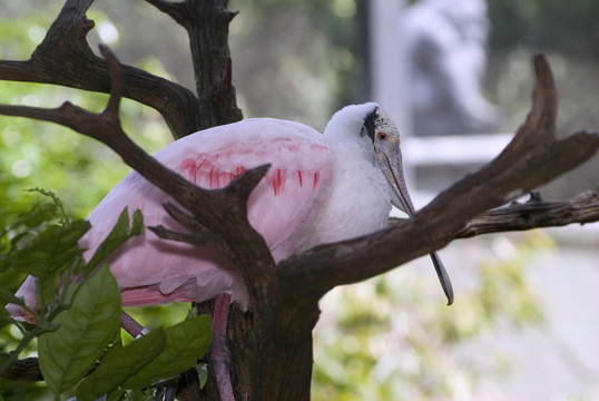 美麗的熱帶鳥類擺好姿勢拍照。