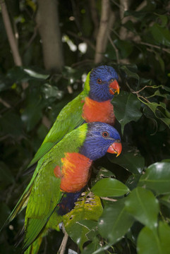 美麗的熱帶鳥擺好姿勢拍照。