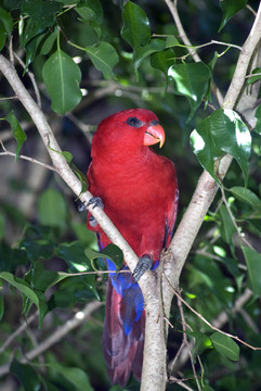 美麗的熱帶鳥擺好姿勢拍照。