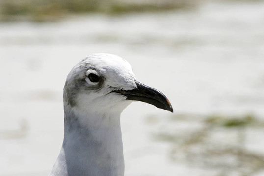 鳥佛羅里達(dá)海灘岸岸鳥沙海岸墨西哥灣公園水