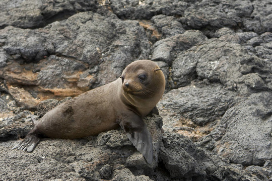 在加拉帕戈斯群島海獅