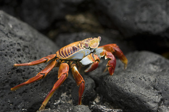 627 Sally Lightfoot crab