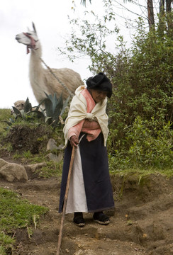 632老年妇女拉骆驼下坡厄瓜多尔