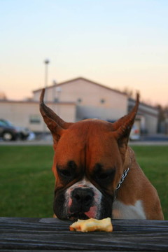 饑餓的Boxer Puppy