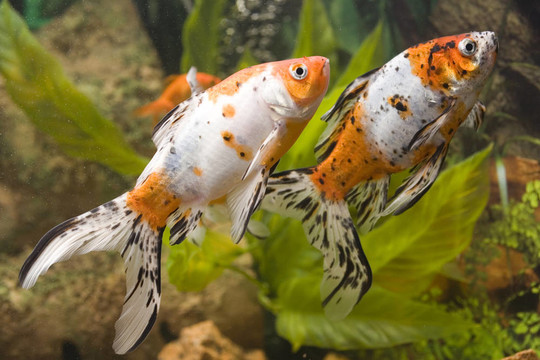 兩條金魚