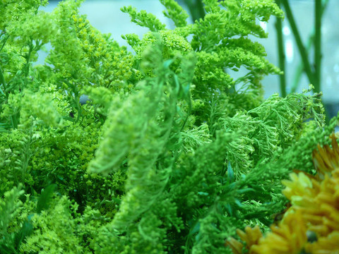 綠色植物