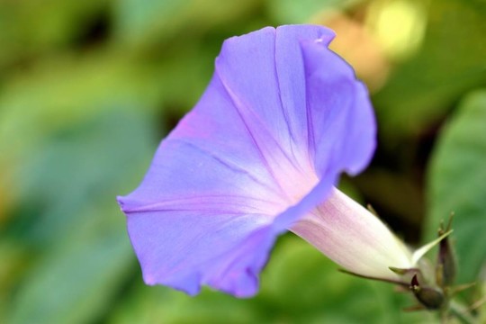 紫色的牽牛花