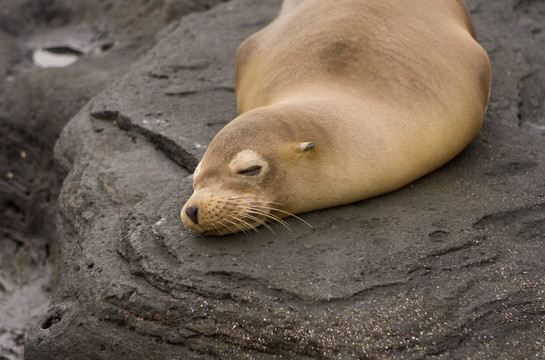 海獅在Galapagos