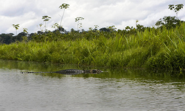 大Caiman