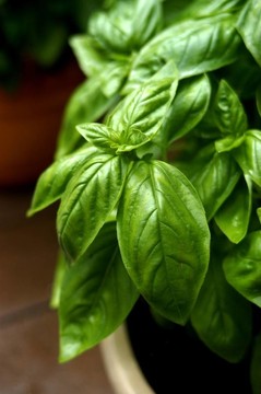 羅勒植物