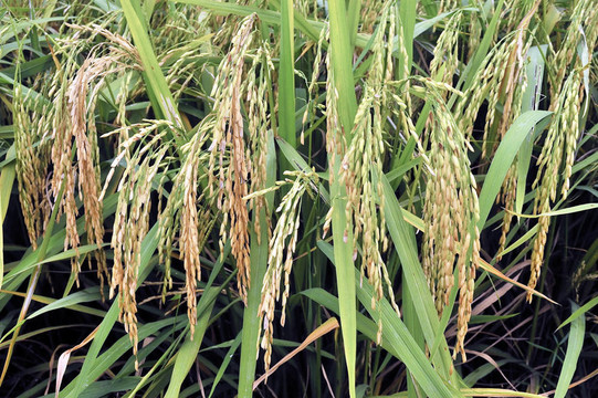 Paddy Rice株