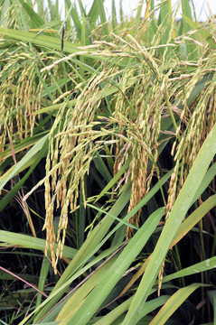 Paddy Rice株