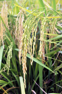 Paddy Rice株