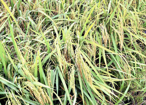 Paddy Rice株