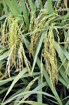 Paddy Rice株