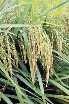 Paddy Rice株