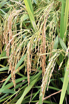 Paddy Rice株
