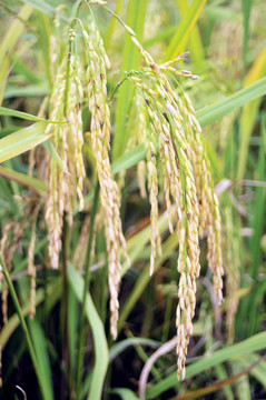 Paddy Rice株