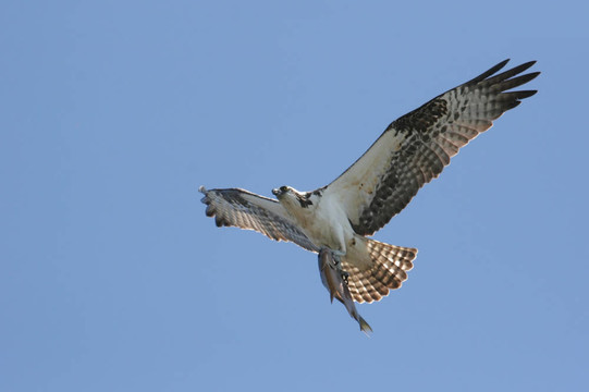 鶚（Pandion haliaetus）
