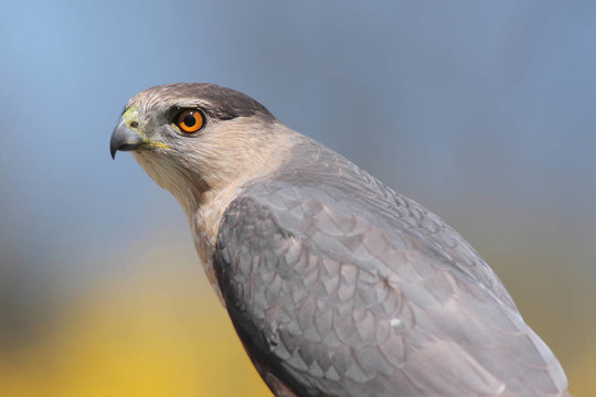 庫(kù)珀鈥檚鷹（Accipiter cooperii）