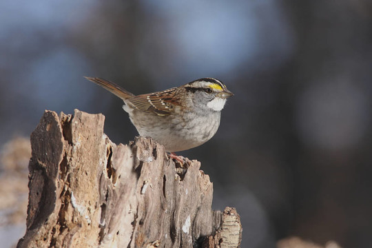 白喉Sparrow