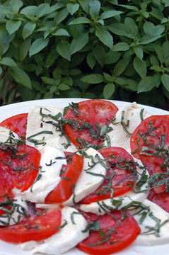 番茄和Mozzarella