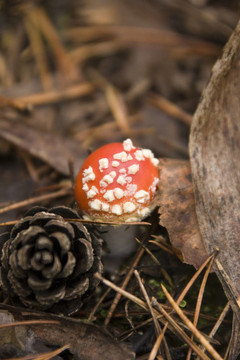 毒蠅鵝膏和松果