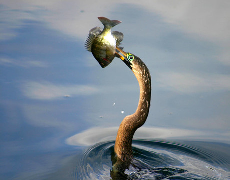 早上釣魚
